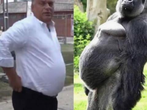 Szarvas marha melett!! Keresek munkát ottlakàsal Szarvas marha melett!! Keresek munkát ottlakàsal