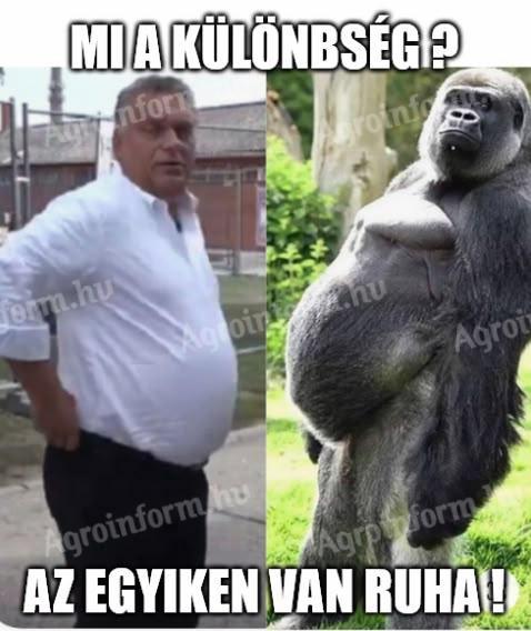 Szarvas marha melett!! Keresek munkát ottlakàsal