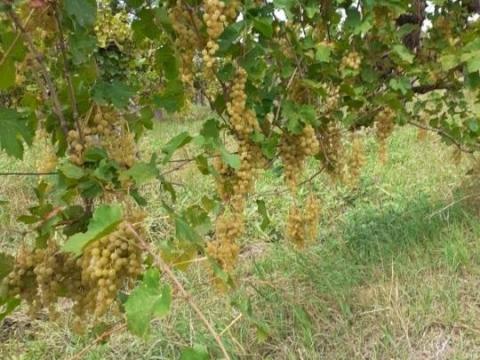 Régi telepítésű Irsai Olivér borszőlő a Mátra nyugati lábánál Régi telepítésű Irsai Olivér borszőlő a Mátra nyugati lábánál