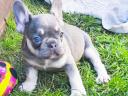 Francia bulldog fajtajellegű kiskutyák