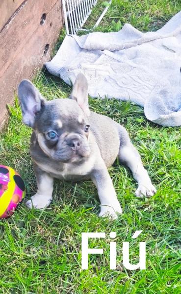 Francia bulldog fajtajellegű kiskutyák