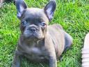 Francia bulldog fajtajellegű kiskutyák
