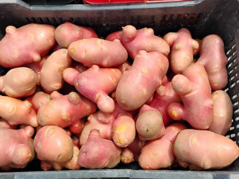 Másodosztályú burgonya eladó Másodosztályú burgonya eladó