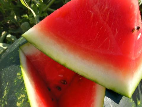 Görögdinnye eladó Görögdinnye eladó