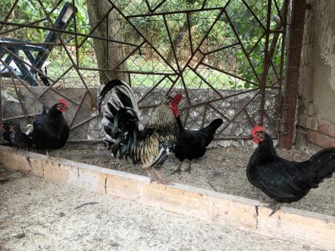 Japán csirke család Japán csirke család