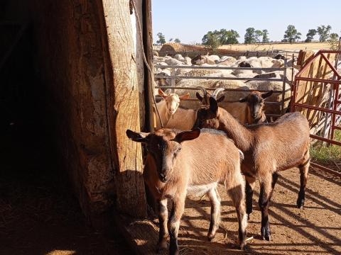 Kecskegidák eladók Kecskegidák eladók