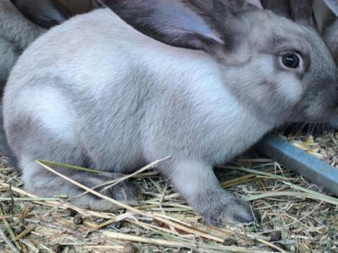 Székely nyulak Székely nyulak