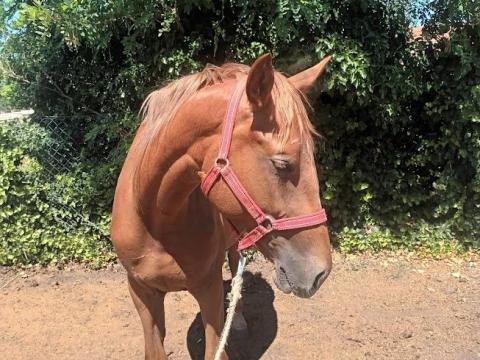 Kisbéri kanca Kisbéri kanca