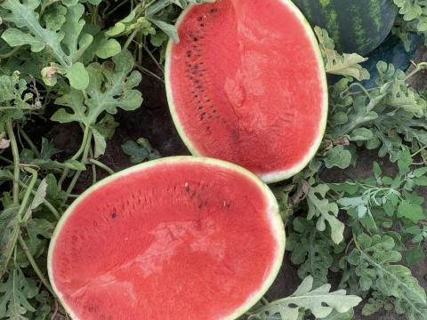 Medgyesi görögdinnye földjéről eladó Medgyesi görögdinnye földjéről eladó