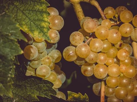 Irsai szőlő Irsai szőlő