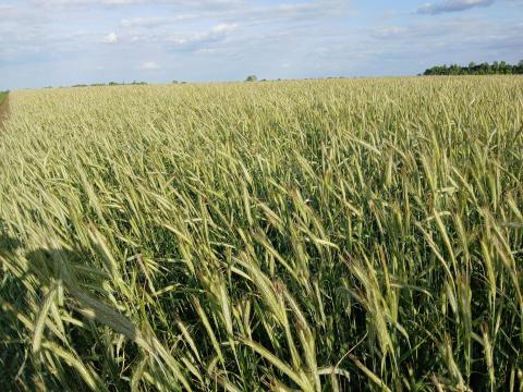 Rozs eladó tisztítva Rozs eladó tisztítva