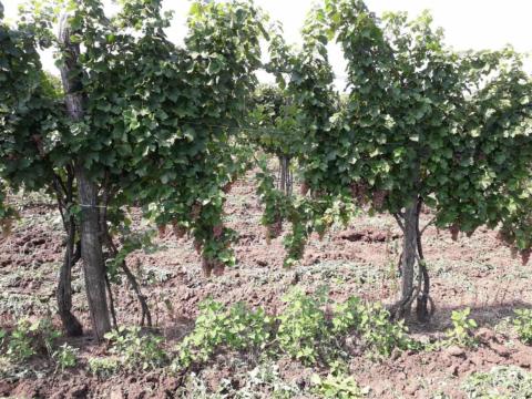 Eladó cserszegi fűszeres borszőlő Gyöngyösön, a Mátra lábánál Eladó cserszegi fűszeres borszőlő Gyöngyösön, a Mátra lábánál