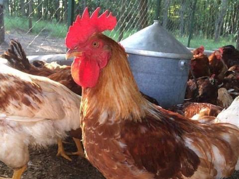 Előnevelt Pipi és Kakas Előnevelt Pipi és Kakas