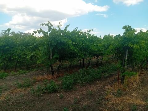 Szőlő ültetvény eladó Szőlő ültetvény eladó