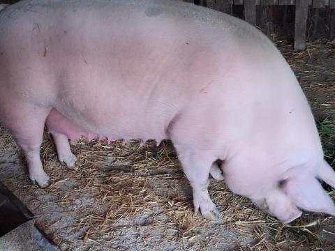 Eladó Anyadisznó! Eladó Anyadisznó!