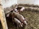 Lapály*danbred duroc malacok eladók