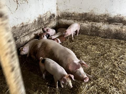 Lapály*danbred duroc malacok eladók Lapály*danbred duroc malacok eladók