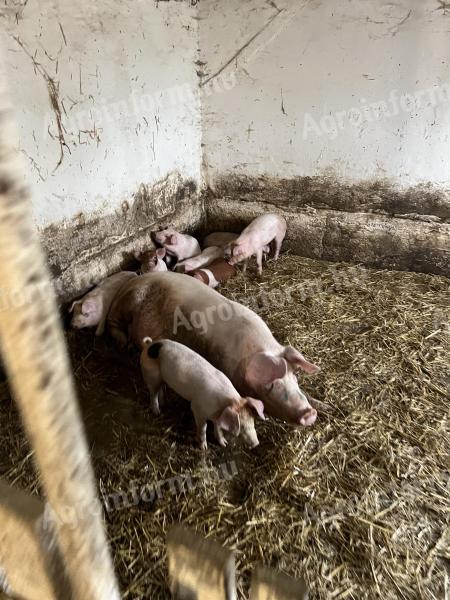 Lapály*danbred duroc malacok eladók