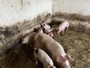 Lapály*danbred duroc malacok eladók
