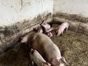 Lapály*danbred duroc malacok eladók