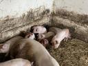 Lapály*danbred duroc malacok eladók