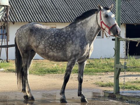 Iskola ló hobby Kanca Iskola ló hobby Kanca