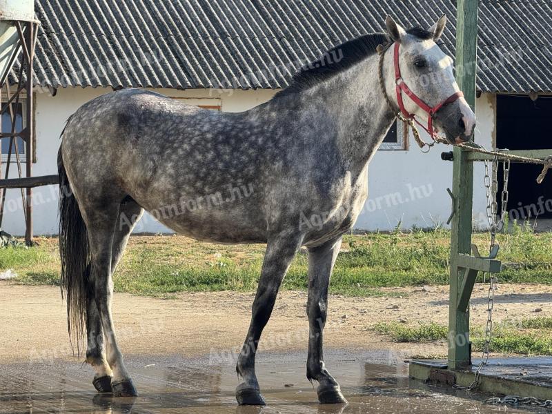Iskola ló hobby Kanca