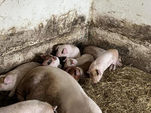 Eladó lapály *Danbred Duroc malacok Eladó lapály *Danbred Duroc malacok