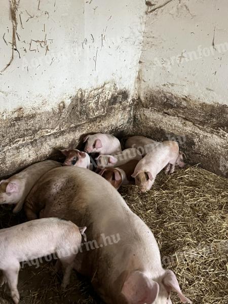 Eladó lapály *Danbred Duroc malacok