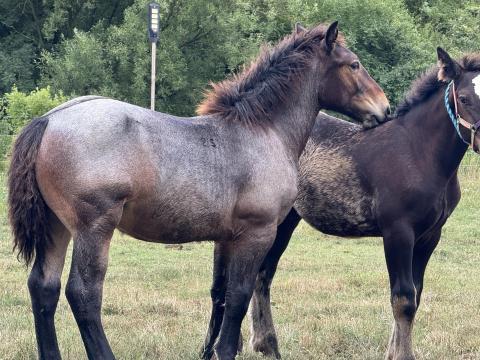 Őshonos Hidgevérű mèn Őshonos Hidgevérű mèn