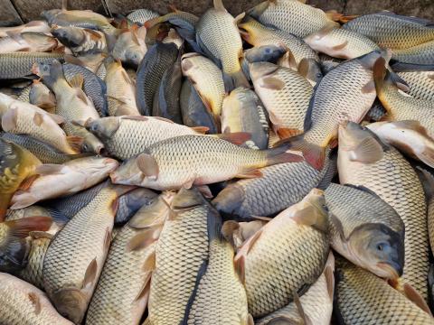 Élő ponty eladó Élő ponty eladó