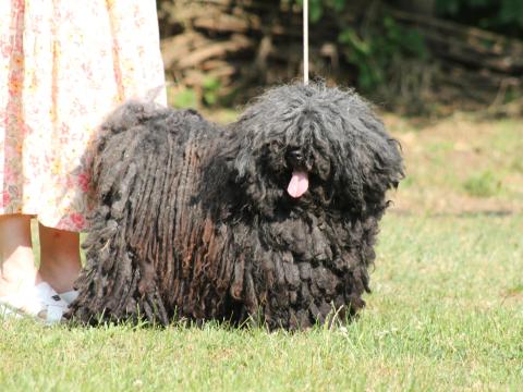 Puli kölykök Puli kölykök