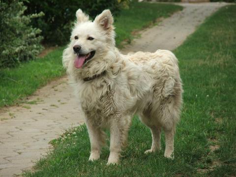 Mudi kölykök és növendékek Mudi kölykök és növendékek