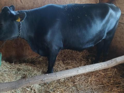 Somogyszentpál Somogyszentpál