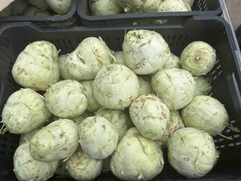 Karalábé eladó Karalábé eladó