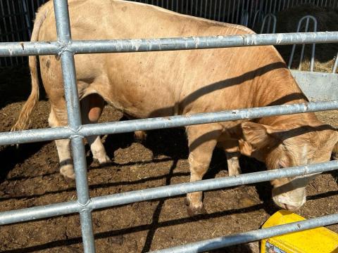 Mezőcsát Mezőcsát