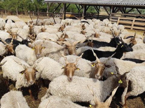 Racka juhnyáj Racka juhnyáj