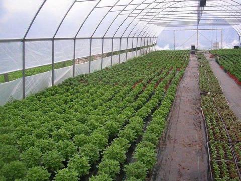 Fóliasátor építése Fóliasátor építése