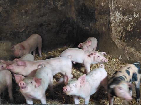 Választási malacok Választási malacok