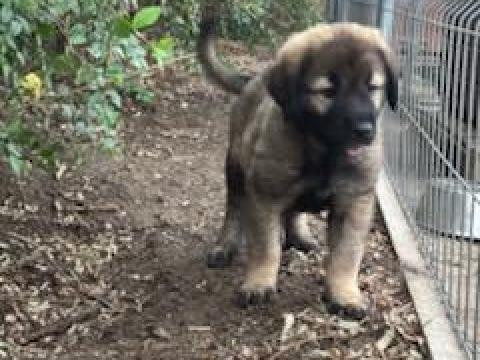 Sarplaninac jellegű kiskutyák Sarplaninac jellegű kiskutyák