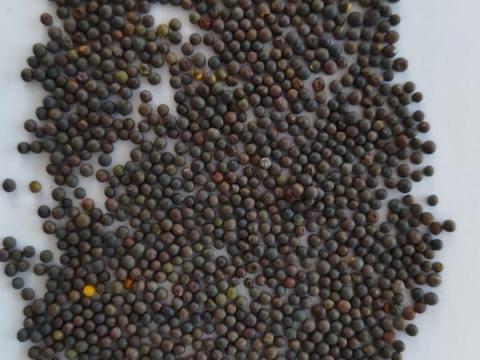 Bükköny őszi eladó Bükköny őszi eladó