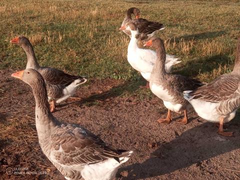 Liba csapat Liba csapat