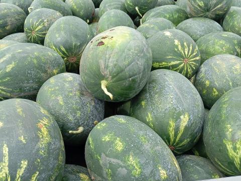 Görögdinnye eladó Görögdinnye eladó