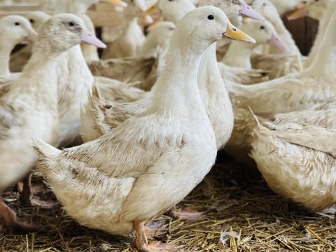 Pecsenyekacsák Pecsenyekacsák