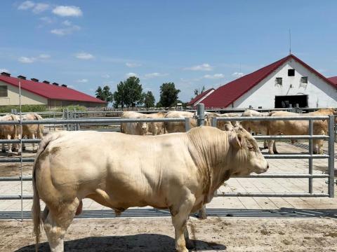 Charolais STV zárt tenyészbikák Charolais STV zárt tenyészbikák