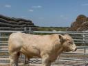 Charolais STV zárt tenyészbikák