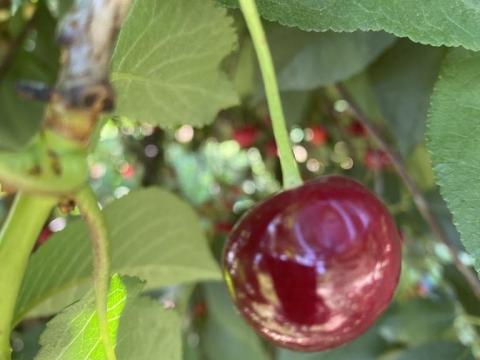 Lé meggy eladó Lé meggy eladó