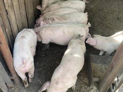 Választási malac Választási malac