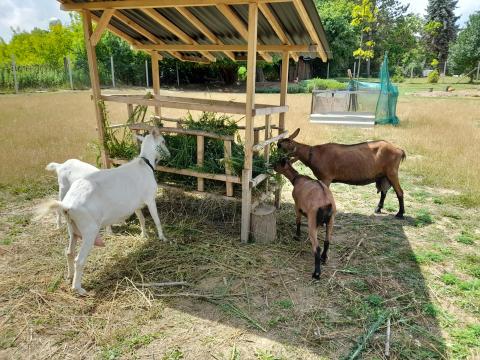 Fejős anyakecskék gidáikkal eladók Bonnya (Somogy) Fejős anyakecskék gidáikkal eladók Bonnya (Somogy)