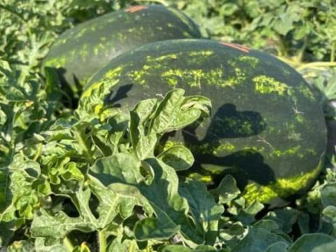 Mézédes görögdinnye földjéről eladó Mézédes görögdinnye földjéről eladó